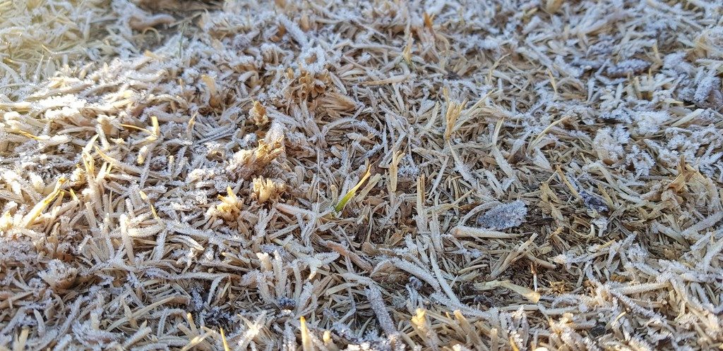 Urulla Frost Grass