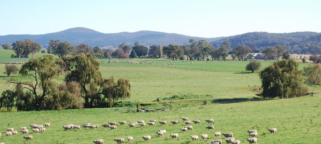 Sheep Farm In Cabonne Region