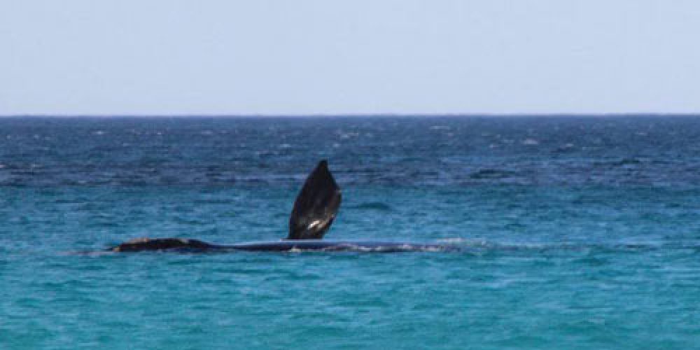 Whales at Point Anne