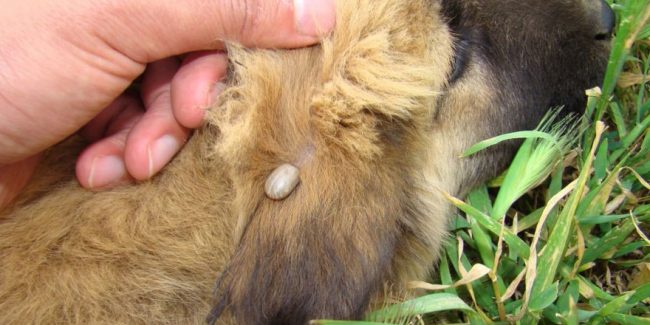 Travellers With Pets: Their is a Tick Infestation, and Its Only Going to Get Worse