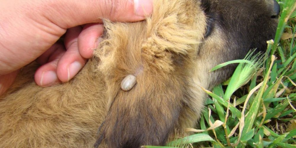 Travellers With Pets: Their is a Tick Infestation, and Its Only Going to Get Worse