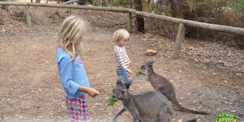 Animal Encounters